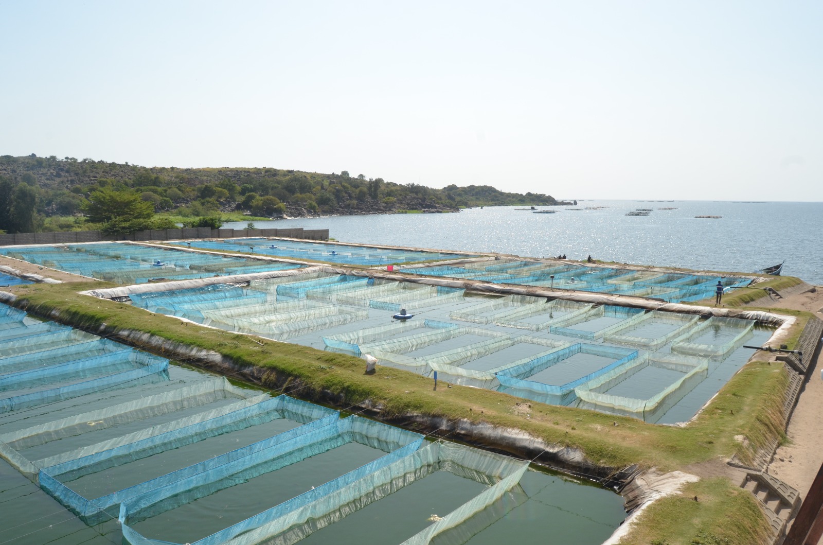 Cold Chain Preservation